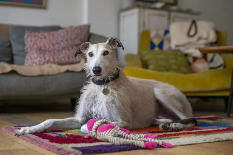 Dog on a rug with toy