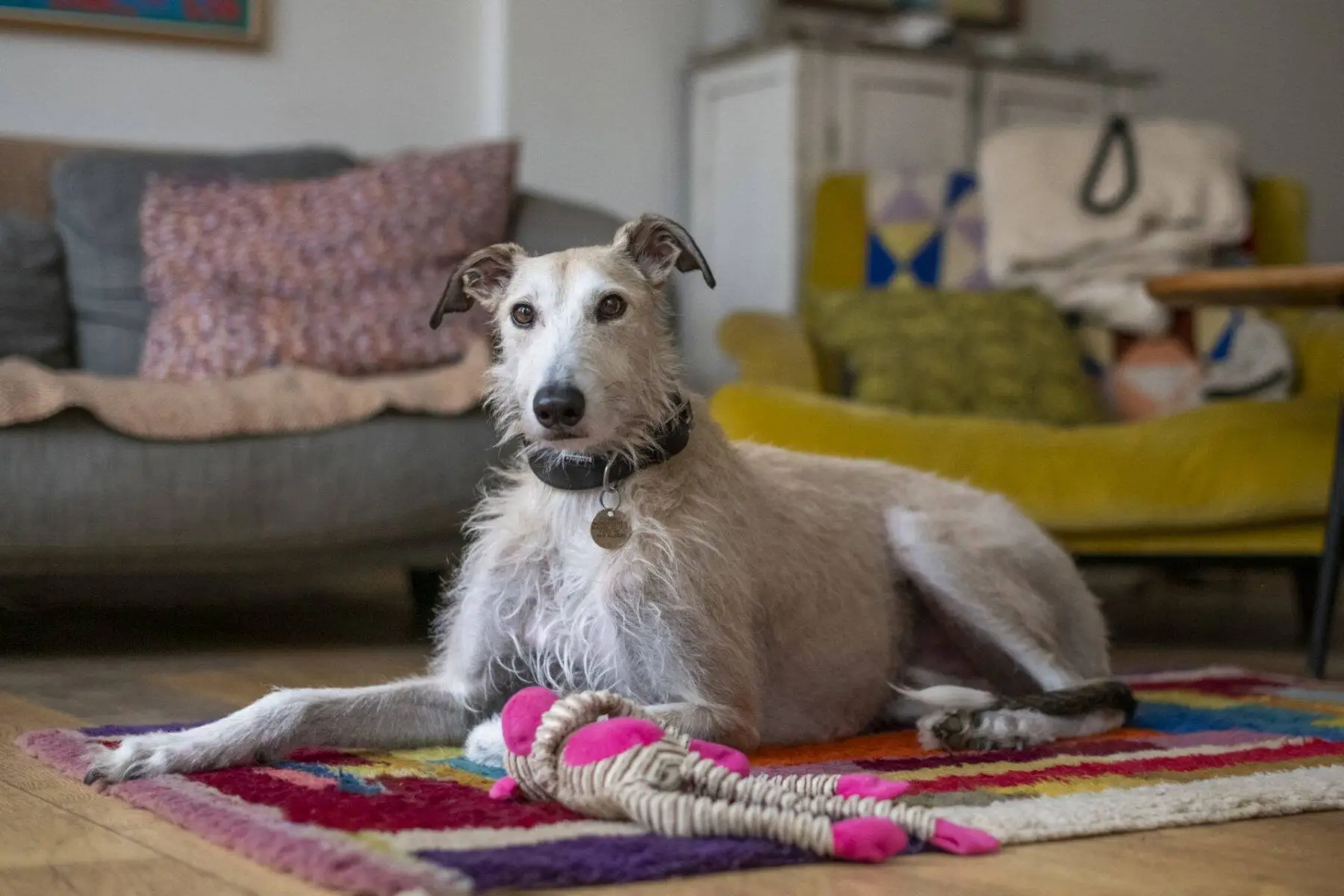 Dog on a rug with toy
