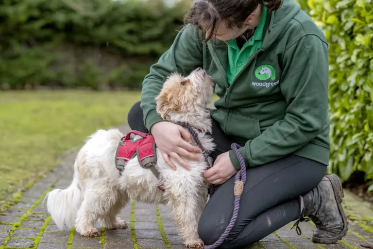 A person in a green Woodgreen jacket kneels on a path, smiling at and stroking a small, fluffy dog in a red harness. The dog's affectionate gaze highlights the bond and welfare focus shared between them. Shrubs and greenery are in the background.