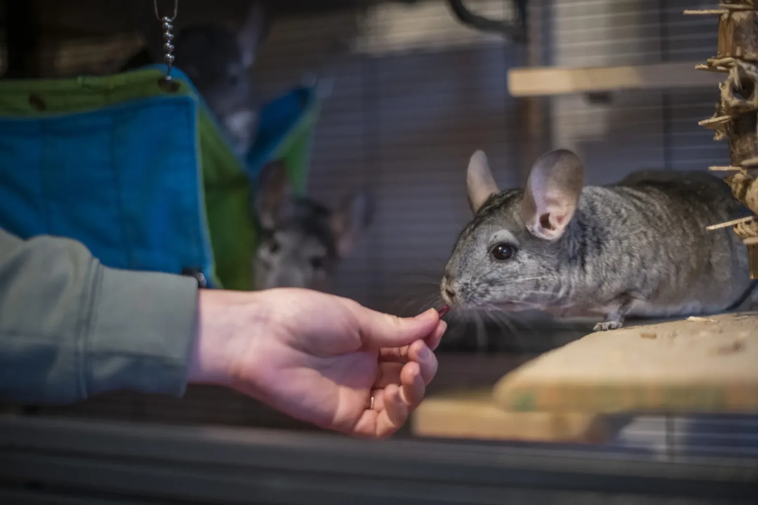 Rescue chinchilla at Woodgreen