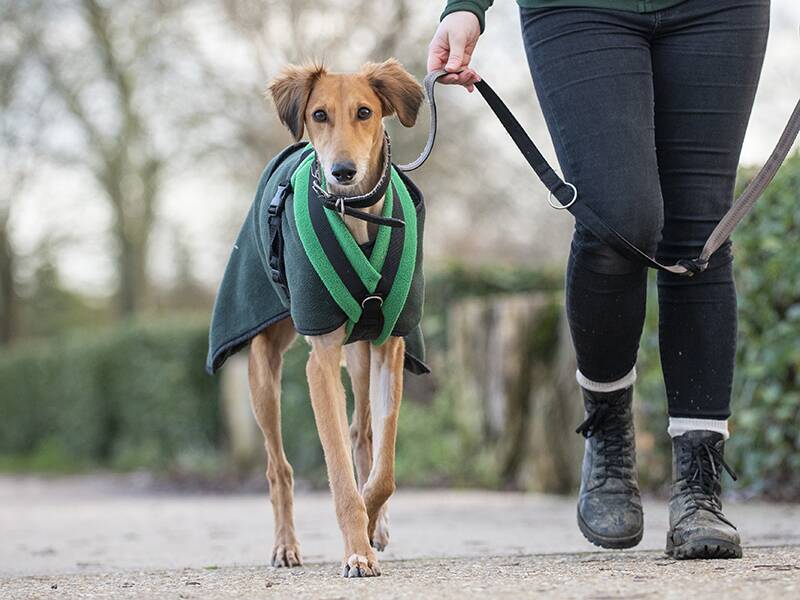 A brown dog wearing a green and black coat is being walked on a lead by a person dressed in black trousers and boots on a path outdoors.