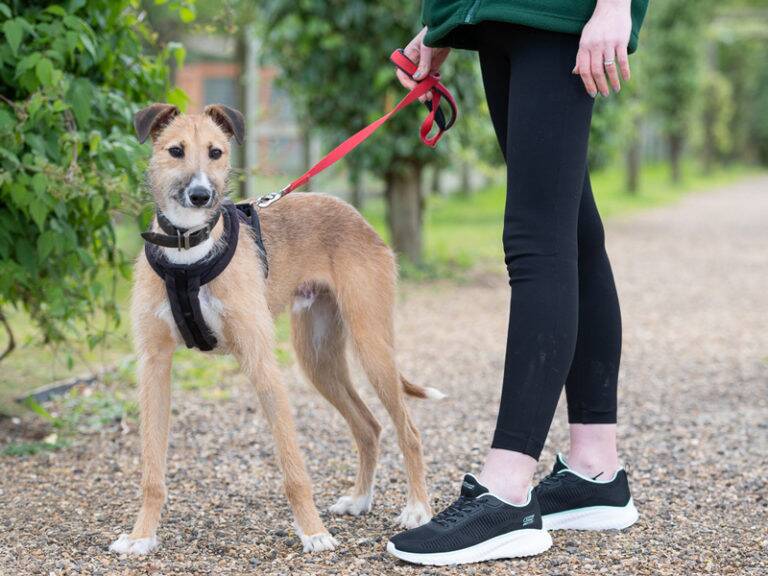Dog with Woodgreen staff member wearing Skechers trainers