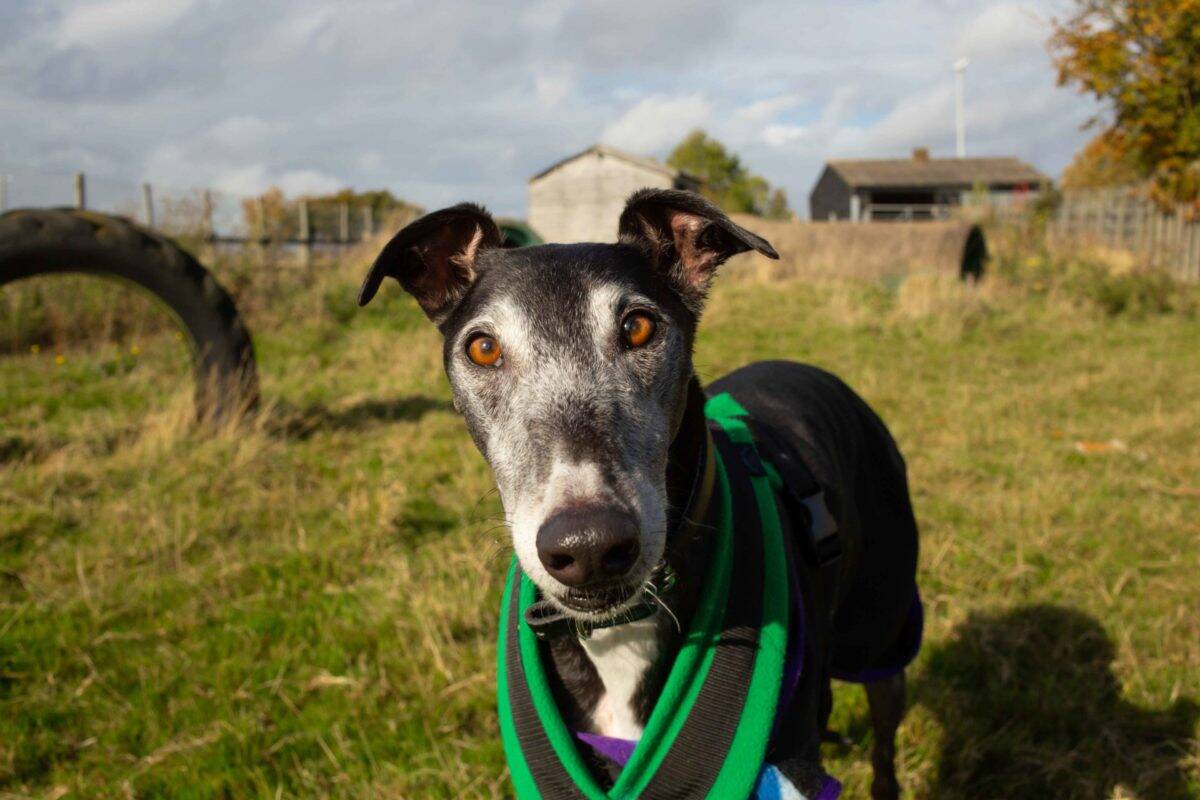 Barrow Vic - seven year old greyhound
