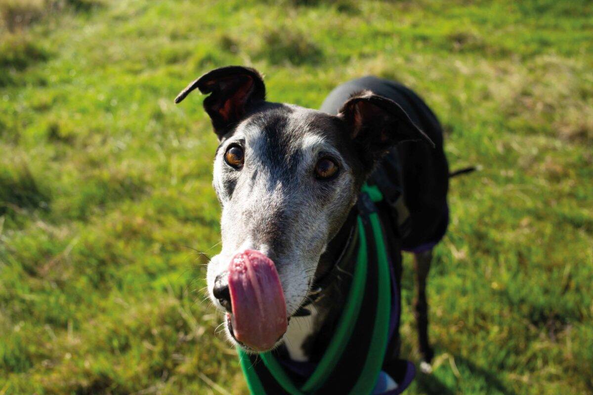 Barrow Vic - seven year old greyhound