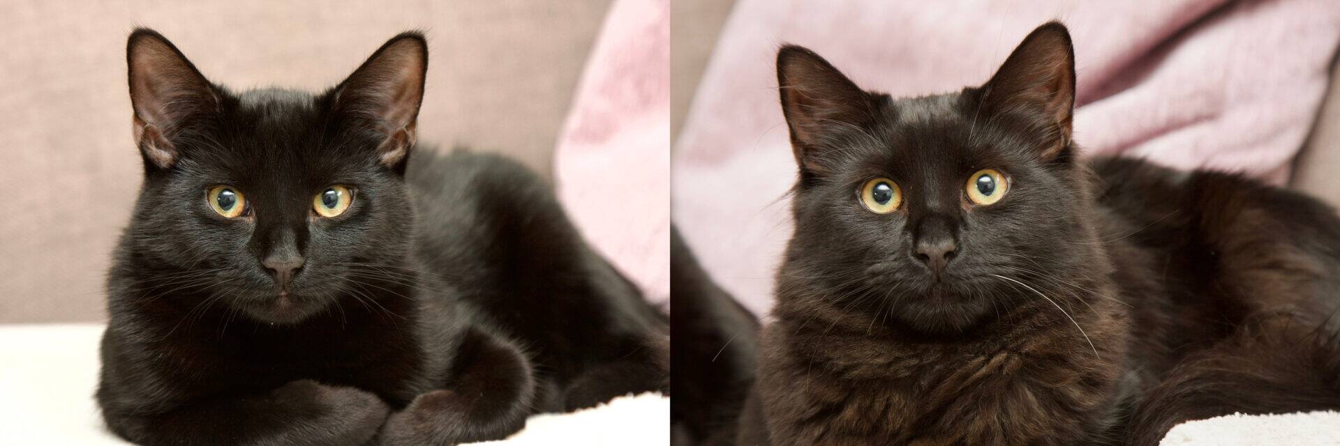 Two black cats from Woodgreen lying down
