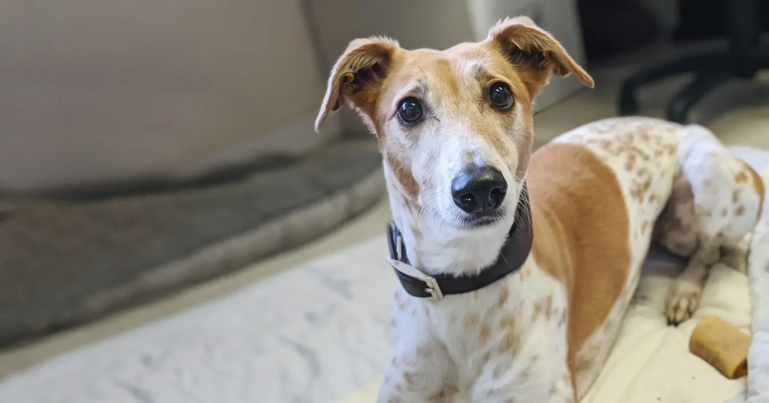 Dog with collar looking at camera