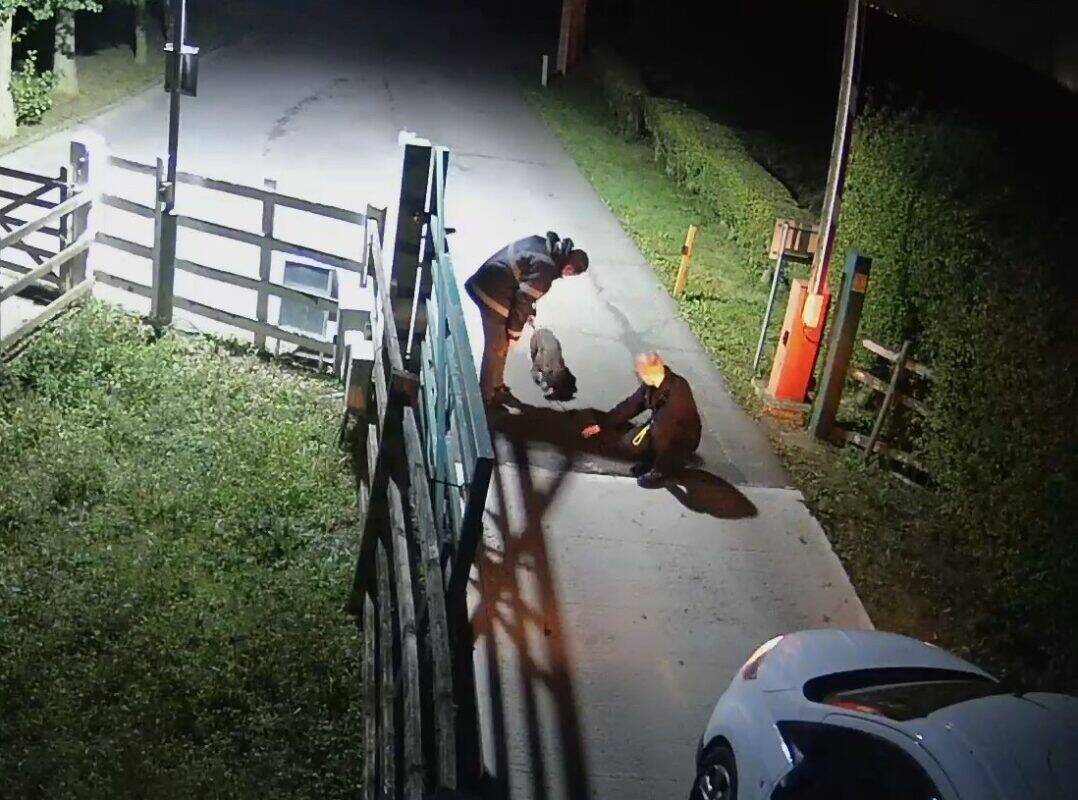 Two people stand on a paved road at night, illuminated by a streetlight, bending down to help an abandoned animal, possibly a pig, near a gate and a parked white car. Bushes and a fence line the deserted road.