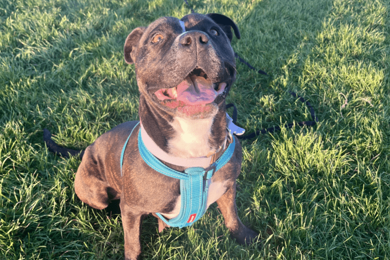 A happy, dark brown dog, once abandoned, wears a blue harness and sits on green grass in bright sunlight, looking up with its mouth open and tongue out. Another dog's head is partially visible behind it.