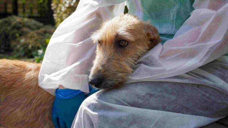 A beige Woodgreen lurcher looks to the left whilst being petted by a staff member wearing PPE