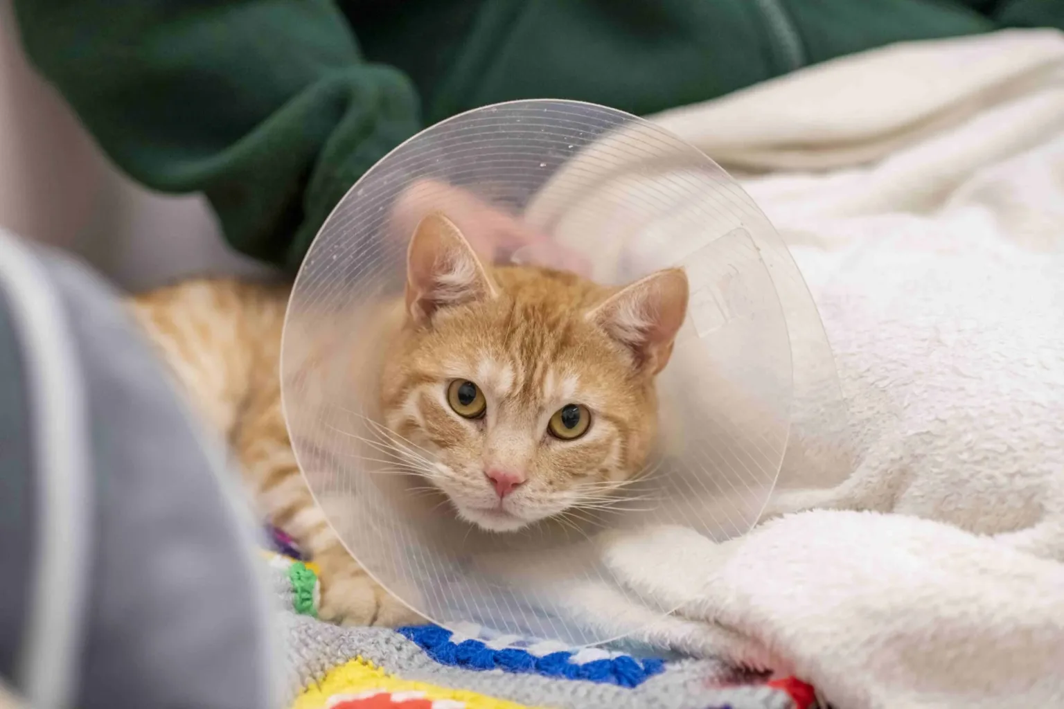 A Woodgreen ginger tabby cat with a cone on looks into the camera