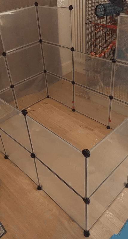 A neutral space for rats to socialise