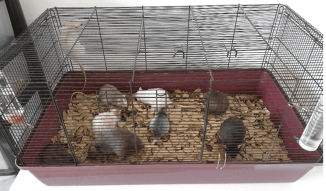 A cage with a red base containing several rats of various colors and an attached water bottle.