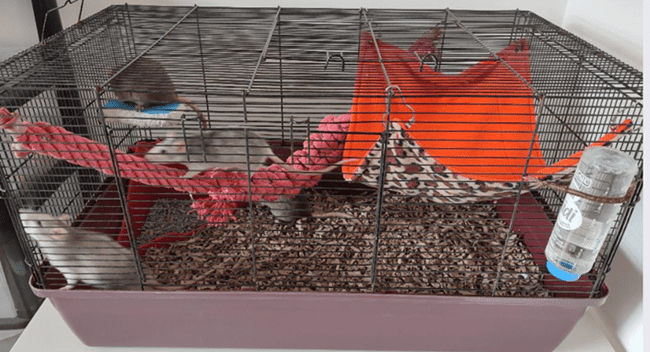 A cage with rats playing with enrichment toys