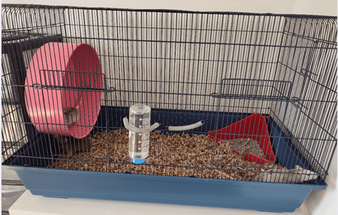 A rat cage that has just been cleaned