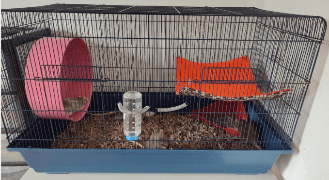 A clean rat cage with a clean hammock now in place