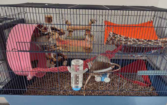 A clean rat cage, with enrichments toys added over time