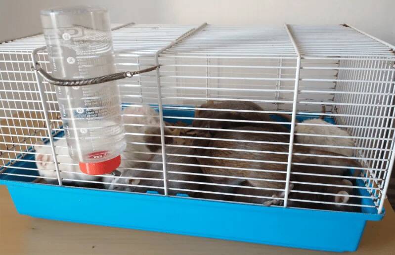 A small cage with several rats of various colors, a water bottle attached outside.