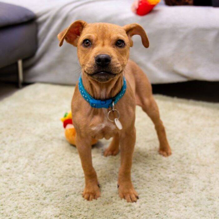 Finnegan recovered at home with new owner