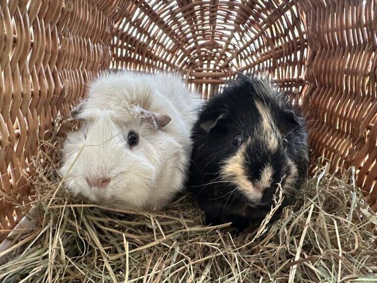 Two guinea pigs, one white and one black with tan markings, sit closely together on hay inside a woven wicker basket.