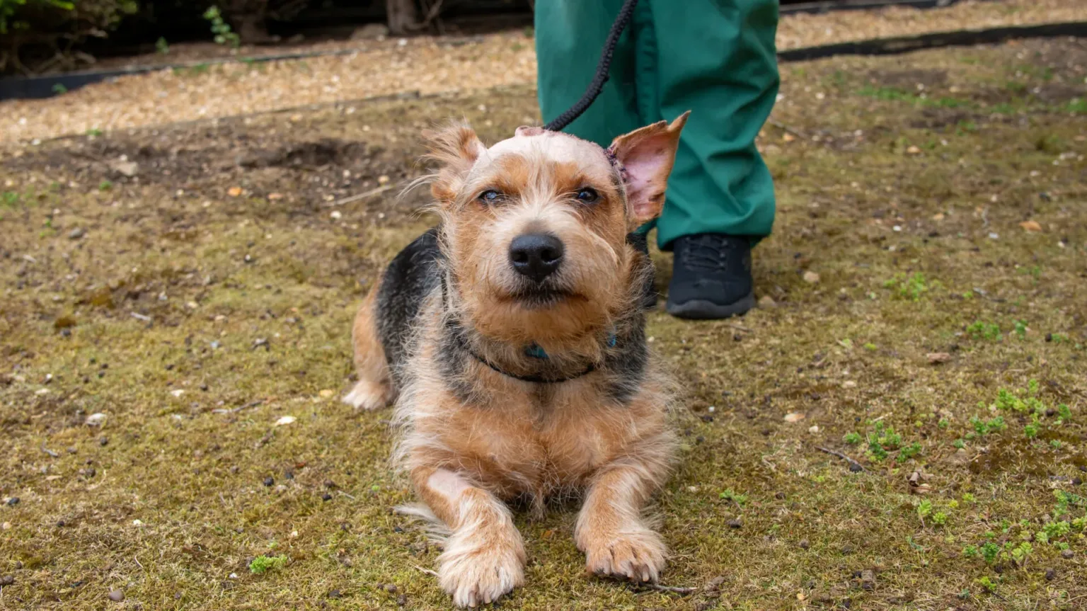 A small, brown and black dog with pointy ears lies on the ground while on a leash held by a person in green pants and black shoes. The dogs ears are perked up and it looks directly at the camera.