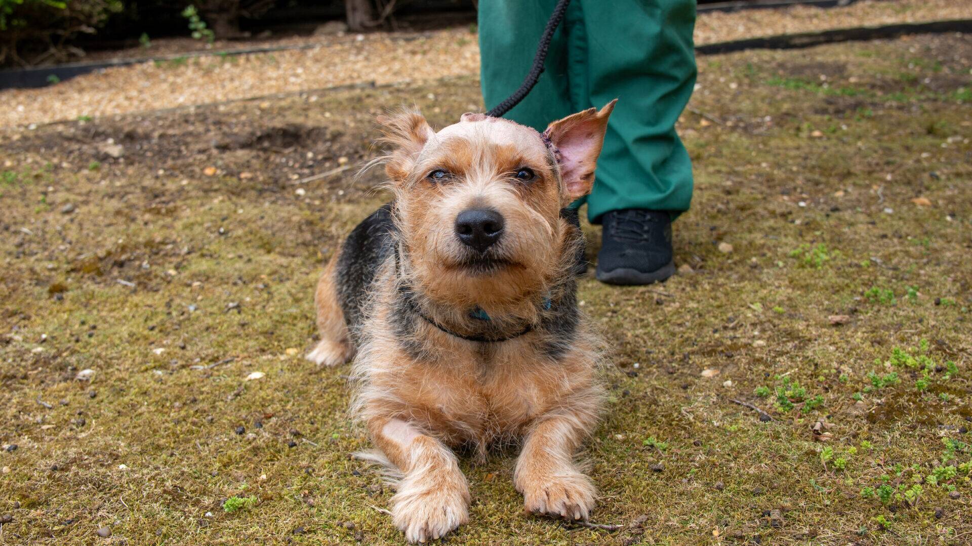 A small, brown and black dog with pointy ears lies on the ground while on a leash held by a person in green pants and black shoes. The dogs ears are perked up and it looks directly at the camera.
