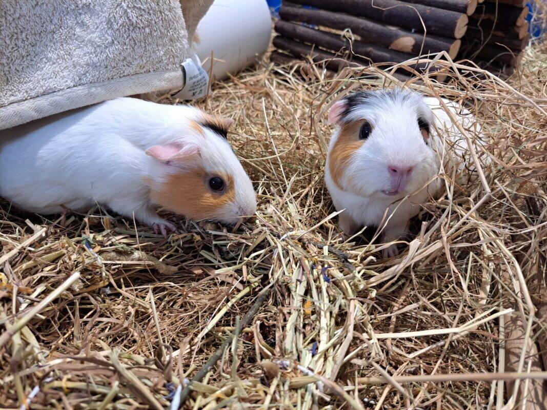 Two guinea pigs with a festive wreath sit in a bed of straw—one nibbles on hay while the other gazes at the camera. A fabric tunnel and wooden structure complete the cozy scene in the background.