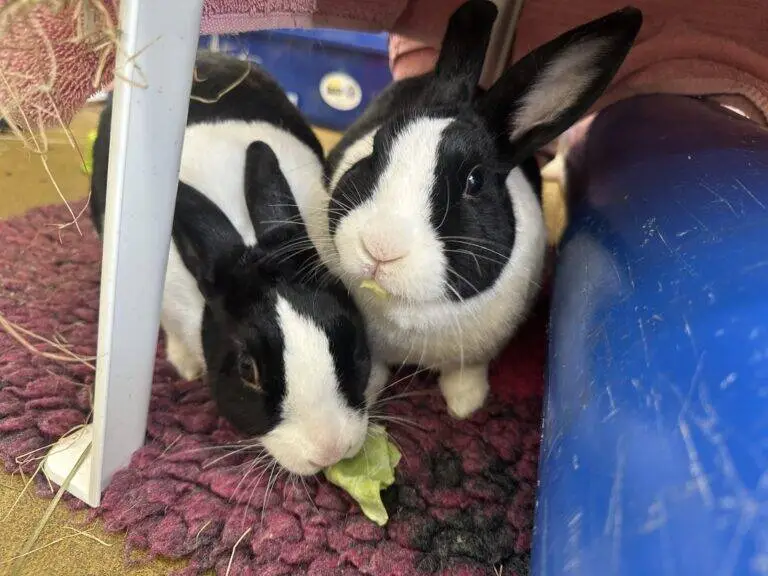 Two black and white rabbits sit close together on a pink mat under a table, one rabbit nibbling on a piece of forage while the other looks up toward the camera.