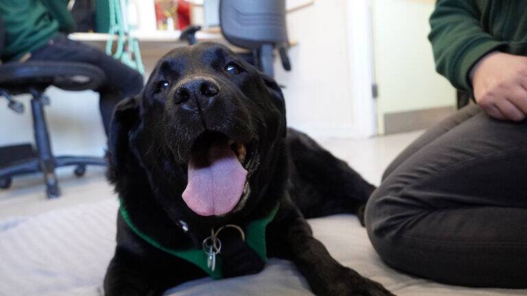 A black dog with its mouth open and tongue out lies on a blanket indoors. The dog wears a green harness and tag. Two people are nearby, one sitting on the floor and another at a desk in the background.