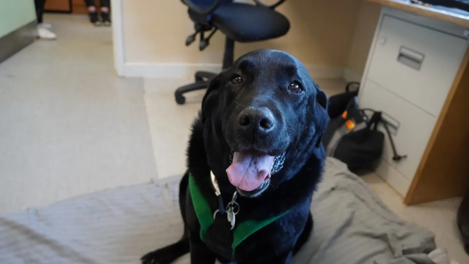 A happy black Labrador dog wearing a green harness sits on a gray blanket indoors, looking up with its mouth open and tongue out. An office chair, desk, and filing cabinet are in the background.