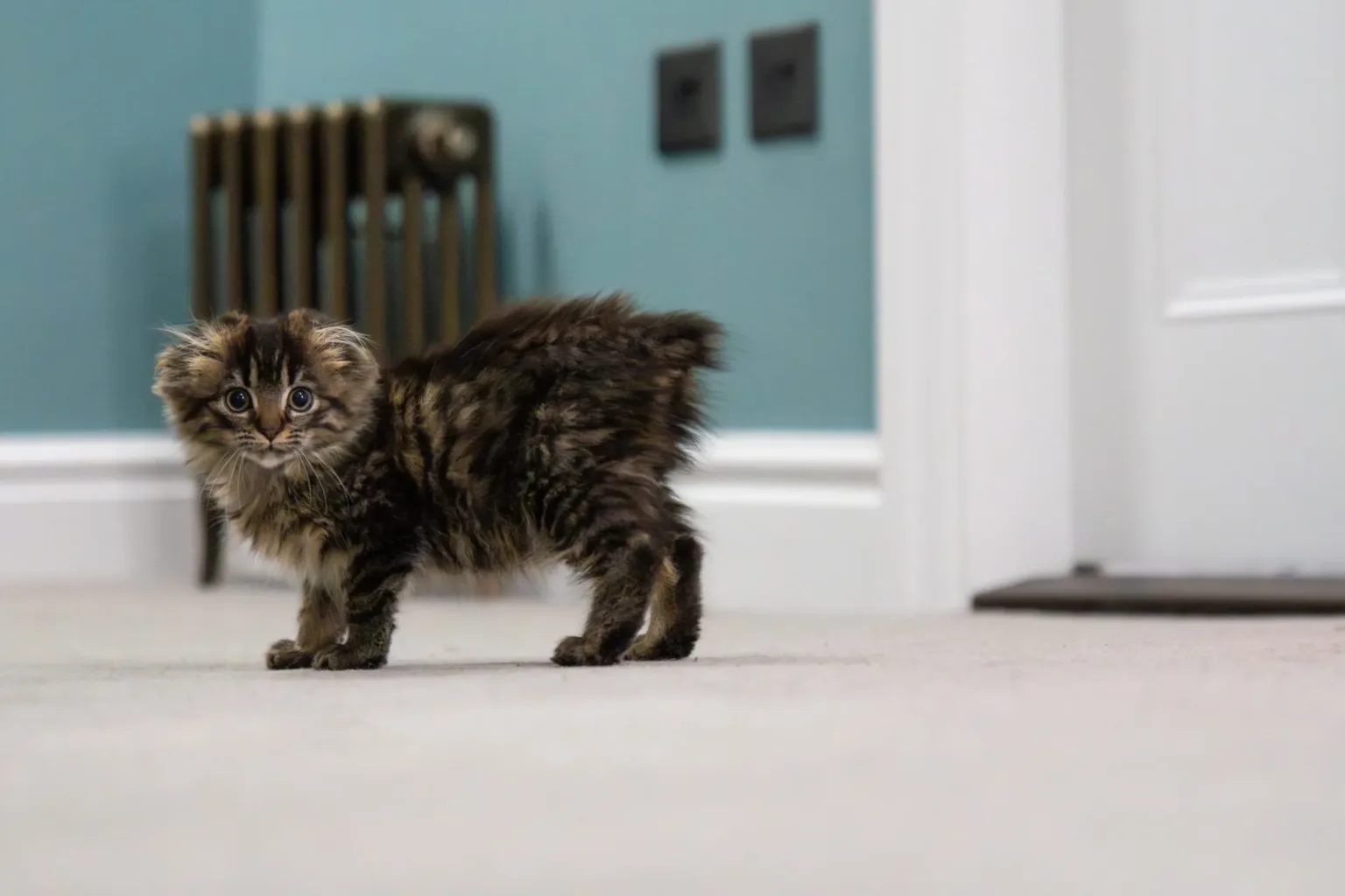 A fluffy brown tabby kitten with folded ears stands on a light carpet. The background shows a teal wall, radiator, electrical outlets, and a white door.