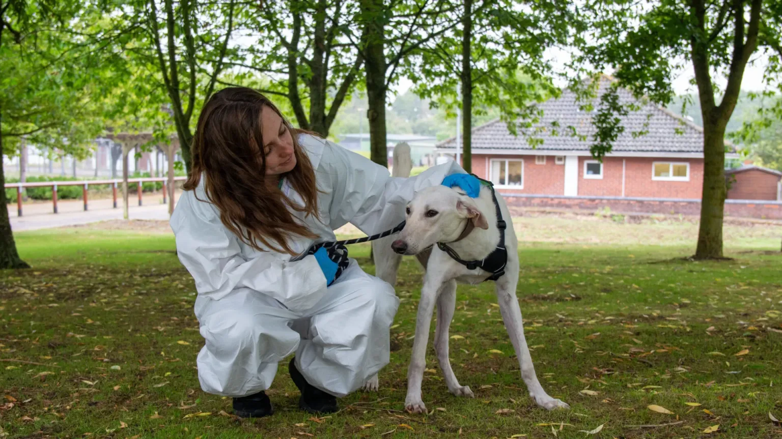A person in a white protective suit and blue gloves kneels on grass, gently examining a light-colored dog on a leash in a park with trees and a brick house in the background.