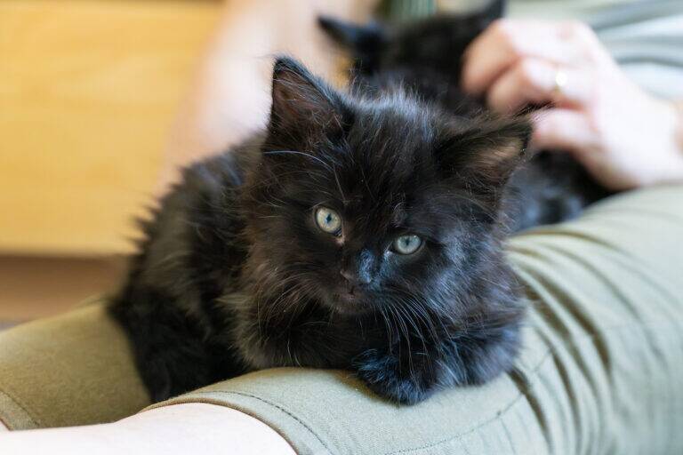 A fluffy black kitten with green eyes lies on a persons lap, looking at the camera. The person, wearing green pants, gently pets another black kitten in the background.