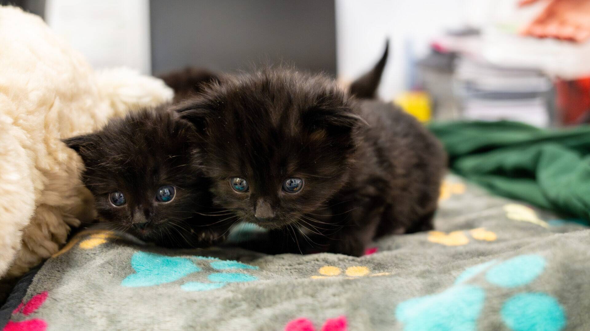 Two fluffy black kittens with blue eyes are cuddled close together on a soft, grey blanket with colourful paw prints. The background is blurred, showing some green and orange objects.