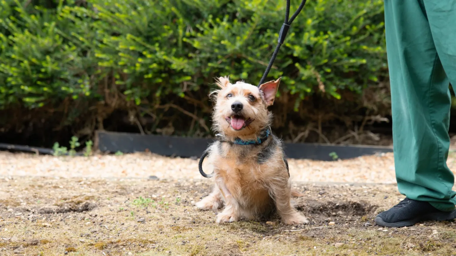 A small brown and tan dog sits on the ground with its tongue out, wearing a blue collar and leash held by a person in green pants standing nearby, with green bushes in the background.