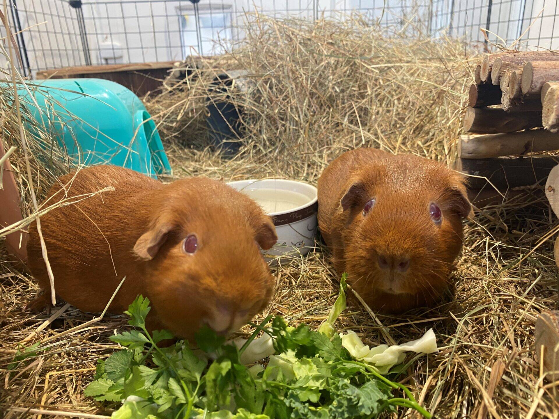 Two ginger guinea pigs sit on hay in their enclosure, facing the camera. Fresh greens are in front of each guinea pig, with various cage accessories and a bowl of water visible in the background.