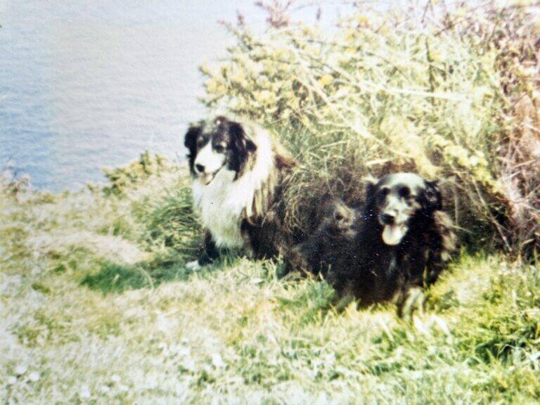 Two dogs sit on grassy ground near bushes and water. One has long black and white fur, resembling a Collie, while the other is smaller with short black fur and a pink tongue out. Both appear relaxed and content.