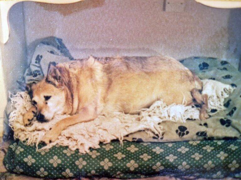 A tan dog with a black snout lies on a green cushion with clover patterns and a second cushion with paw prints, resting its head on a cream-colored blanket inside a cozy, sheltered space.