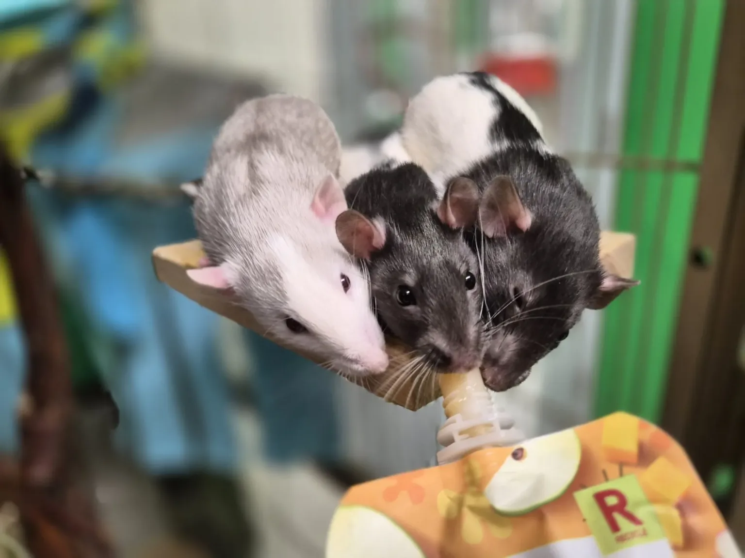 Three rats—one white, and two black and white—are sitting closely together on a small wooden platform, eating from a smoothie pouch in a cage. The background is blurred.