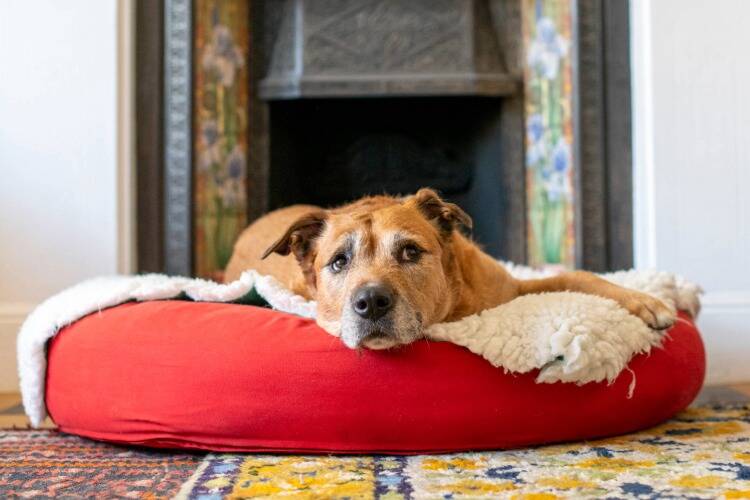 A brown dog with a white muzzle lies on a red pet bed, resting its head and looking at the camera. The bed is in a cozy room with a patterned rug and a decorative fireplace in the background.