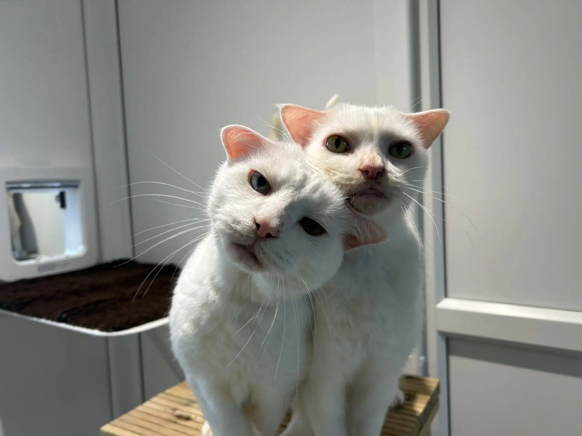 Two white cats sitting together, with one cat leaning its head against the other.