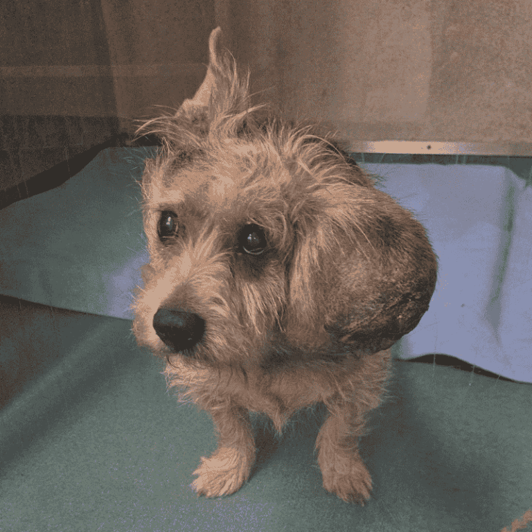 Norman with the tumour on his head