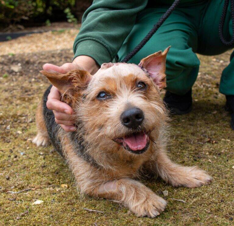 A happy, scruffy brown and black dog sits on grass, looking up with its mouth open. A person in green clothing from Woodgreen pets charity pets the dog and holds its leash.