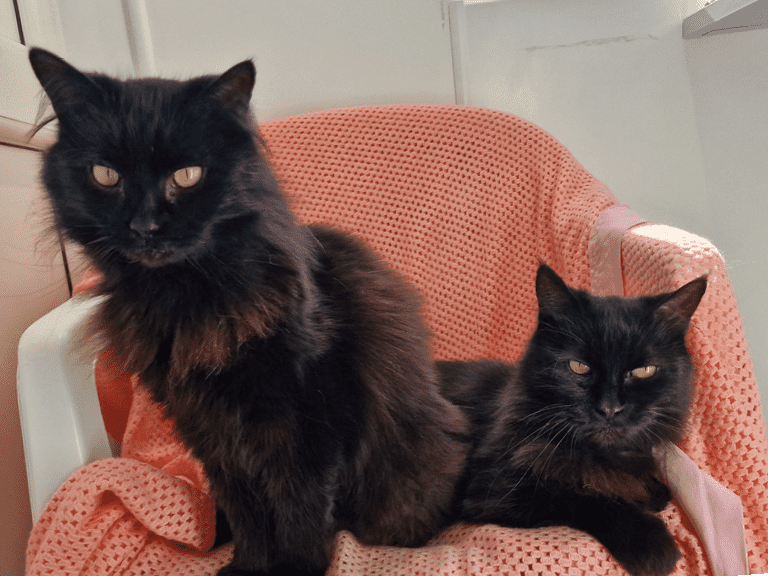 Two fluffy black cats sit together on a white chair covered with a pink textured blanket. An orange circle with text points to them, reading Jack and Jilly.