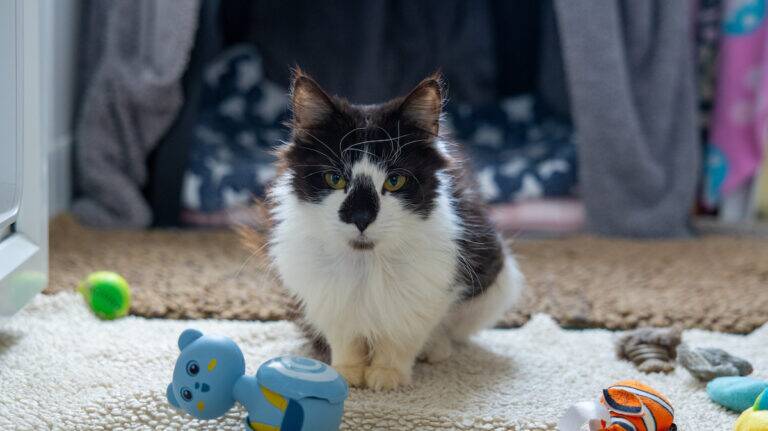 A black and white fluffy cat sits on a soft, light rug surrounded by various colourful toys, looking directly at the camera. Blankets and towels are visible in the background.