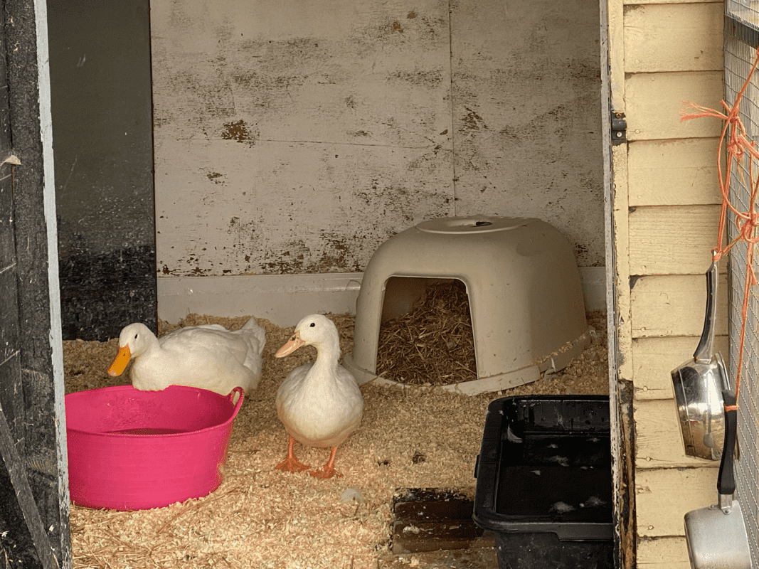 Two ducks stand on wood shavings inside a small shelter. One duck is near a pink tub of water, whilst the other stands beside a black tray. A plastic dome structure filled with hay is in the background.