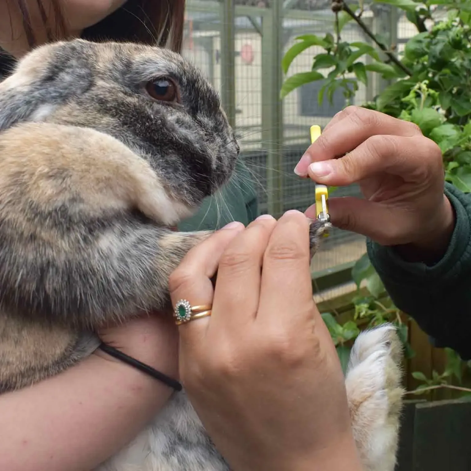 A rabbit having its nails cut is held gently whilst a person uses small clippers. The scene takes place indoors near some green plants.