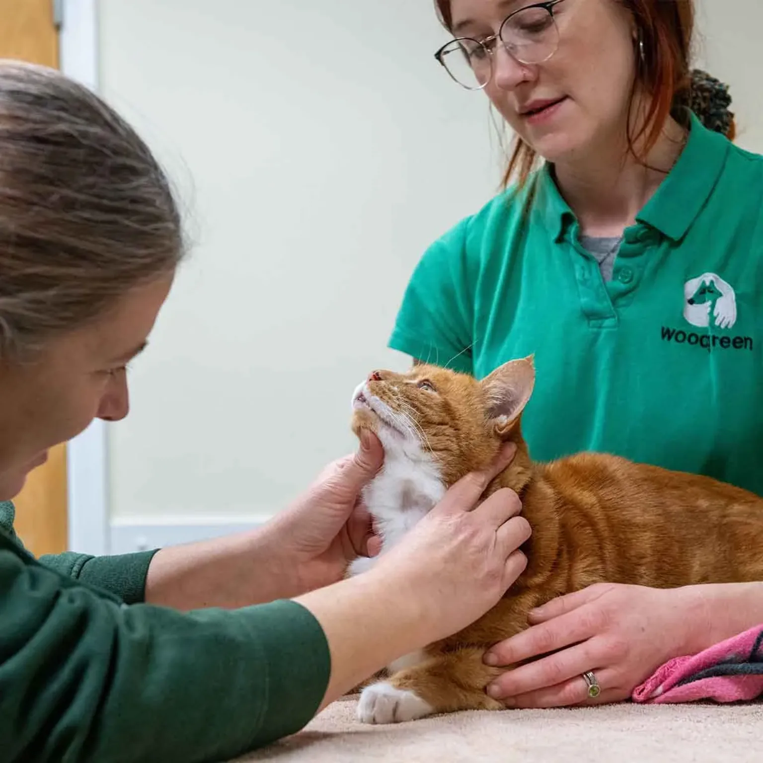 A ginger cat is examined on a table by two women; one gently holds the cat’s head, while the other, in a green “Woodgreen” shirt, supports its body during a check-up that may include assessing cat thyroid health.