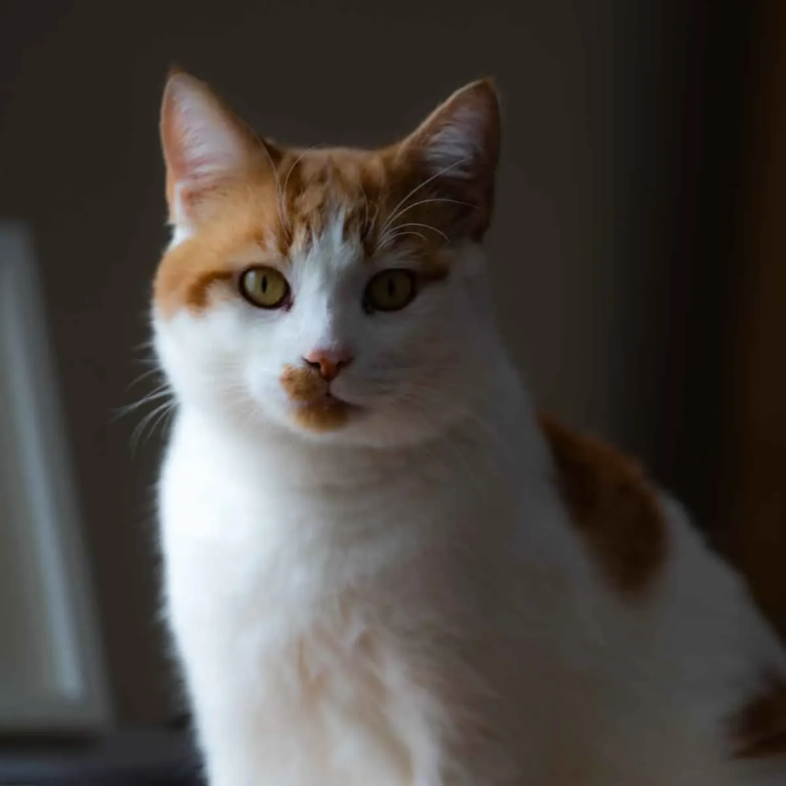 A white cat with orange patches on its head and back sits indoors, looking directly at the camera with light green eyes—like a cat seeing in the dark. The background is blurred and dimly lit.