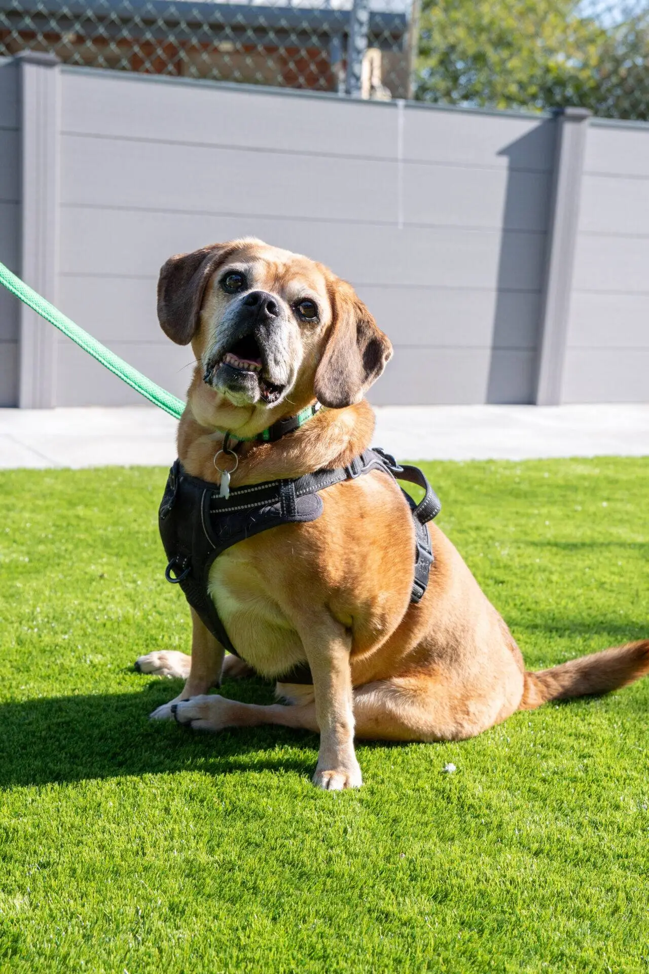 Maddie, the puggle dog, sits on green grass with a black harness, looking up with her head tilted. She is on a green lead, and there is a grey fence and some trees in the background.