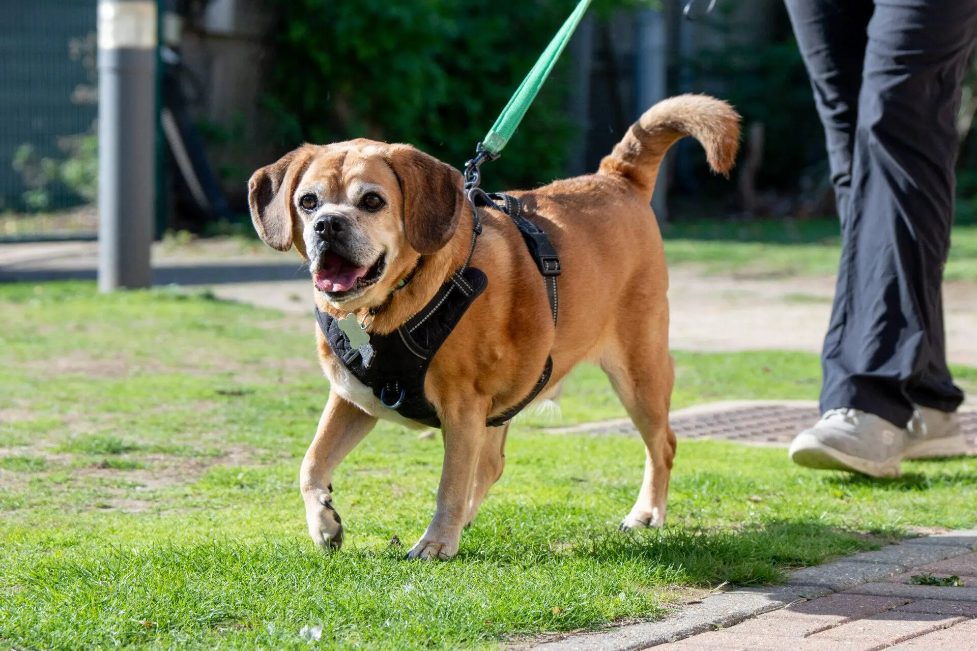 A brown maddie puggle dog wearing a harness and lead walks on grass beside a person in black trousers. The dog looks happy with its mouth open and tail up.